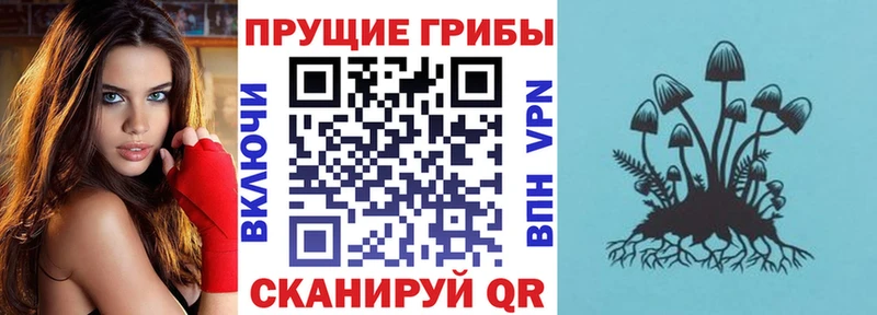Псилоцибиновые грибы Psilocybine cubensis  Киров 